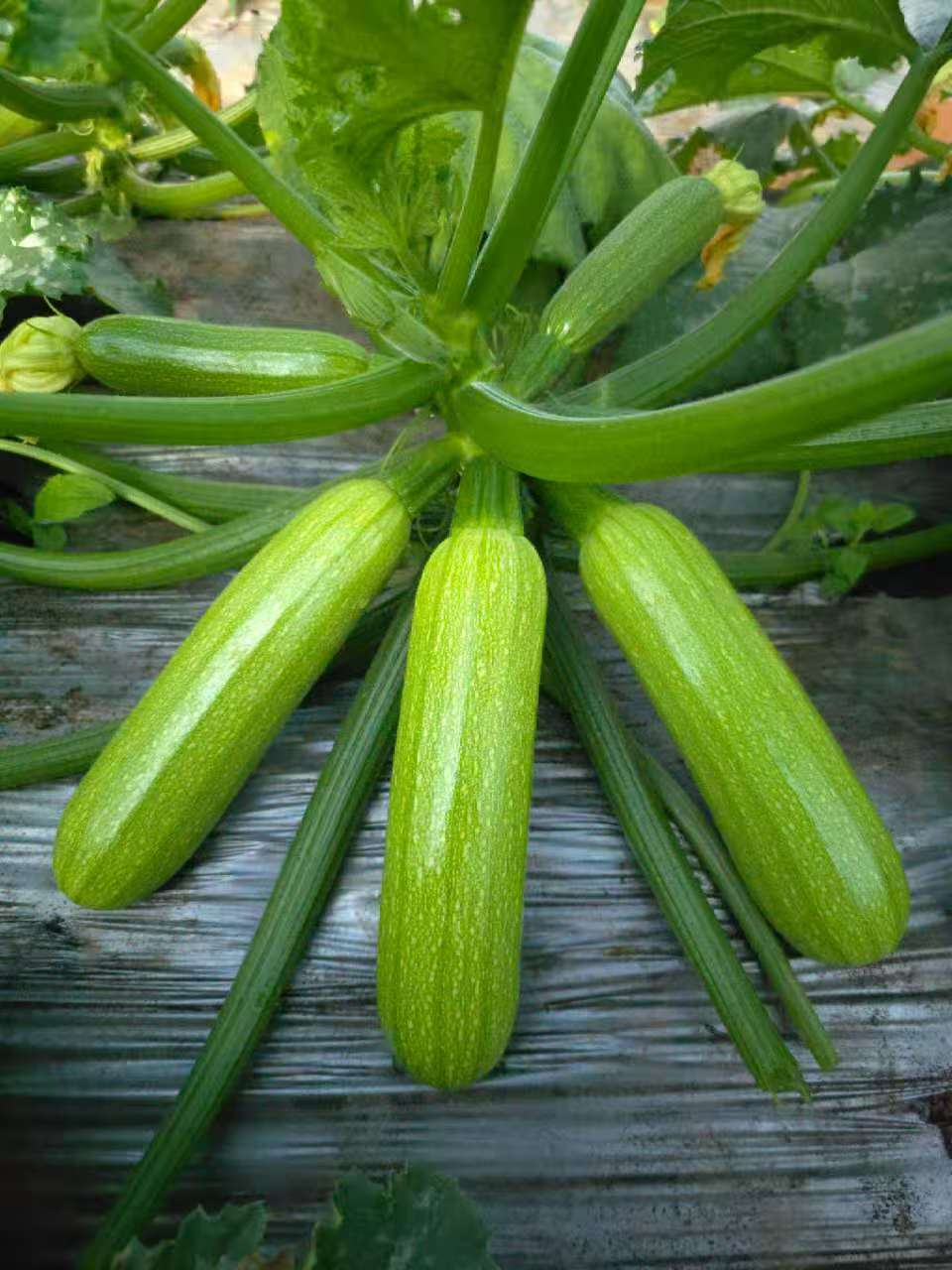 东营西葫芦种子（系列）