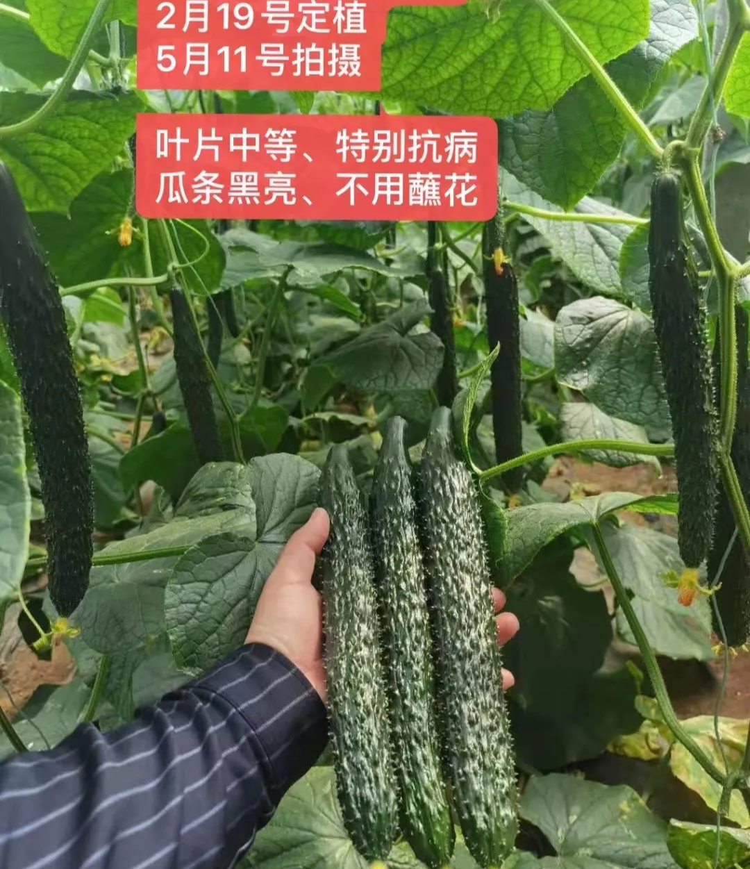 东营黄瓜种子（系列）